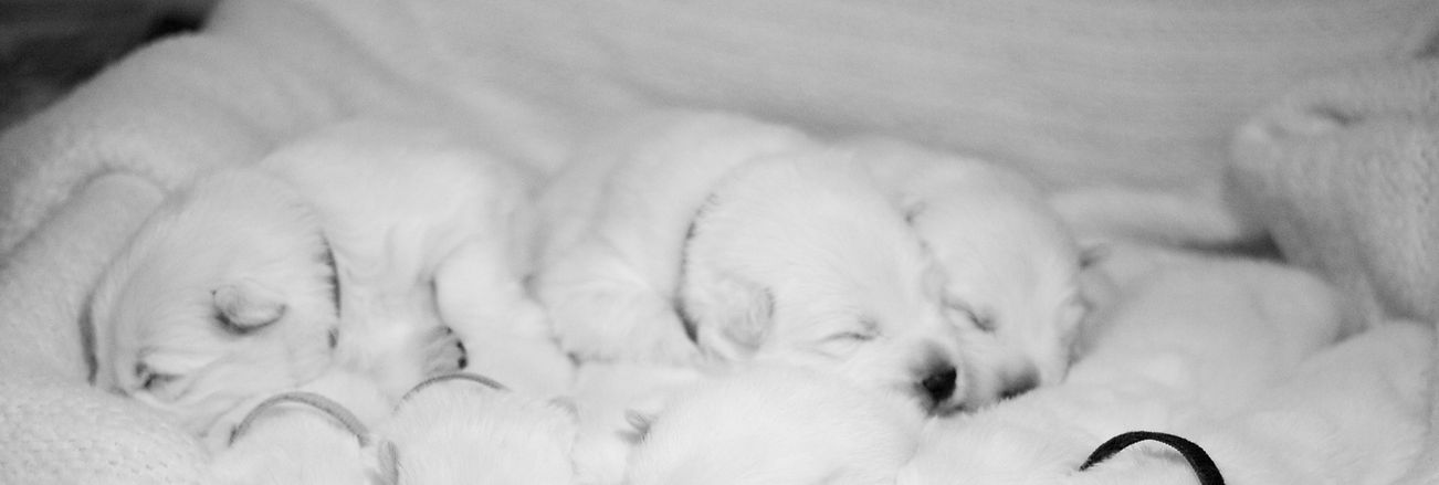 puppies-web-5928_edited.jpg