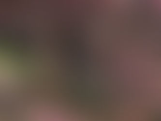 『桜鑑賞会』