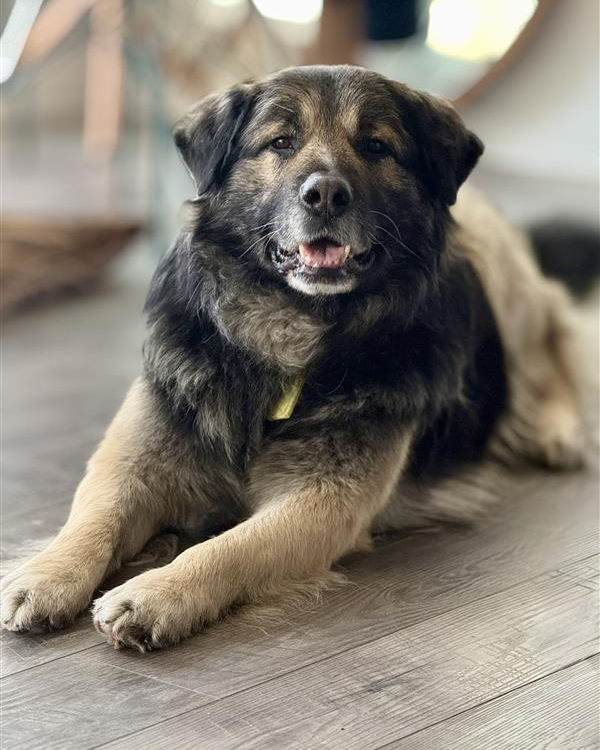 Name: Buddy
Gender: Male
Age/DOB: Approx. 4 years old
Breed: Mixed Breed
Training:
• House-trained: Yes
• Kennel-trained: Yes (comfortable in an enclosure)
• Leash-trained: Yes
Good With:
• Dogs: Has done well so far, but hasn’t met many dogs yet. We foresee no issues with proper introductions! He’s a sweetie pie.
• Cats:  We’re thinking he would do okay, but hasn’t been tested!
• Kids: Unsure, but his gentle nature suggests he would do well
Personality:
Buddy truly lives up to his name—he’s everyone’s best friend. He is an incredibly friendly, kind-hearted dog who loves human companionship. One of his favorite things is offering a polite paw to say hello, followed by soaking up all the pets and attention he can get.
Buddy is well-mannered in the house and settles in nicely, making him an easy companion for daily life. He enjoys spending time outdoors, whether it’s relaxing in the fresh air or going for a pleasant walk. He has a wonderful balance of energy—happy to join you for walks and activities, but just as content curling up for a good nap afterward.
With his sweet temperament, affectionate nature, and easygoing personality, Buddy would make a loyal and loving addition to a family or individual looking for a gentle, devoted companion. Buddy has a thick coat of hair, loves spending time outside on a nice winter day, and loves going for car rides! 
Medical Info: Vaccinated, dewormed, and booked for neuter.
Adoption Fee: $350