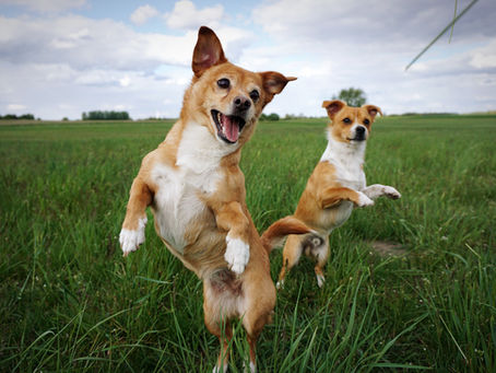 Why Regular Exercise is Essential for Your Dog’s Health