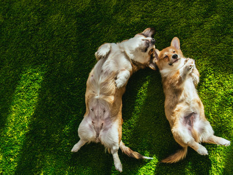 Post-Care Tips: How to Take Care of Your Dog After a Zoomiez Treadmill Workout