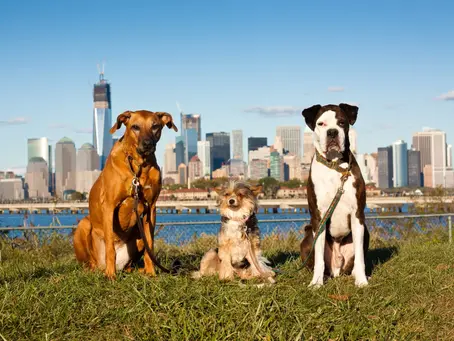 Navigating NYC’s Weather: When Outdoor Exercise Isn’t Ideal for Dogs