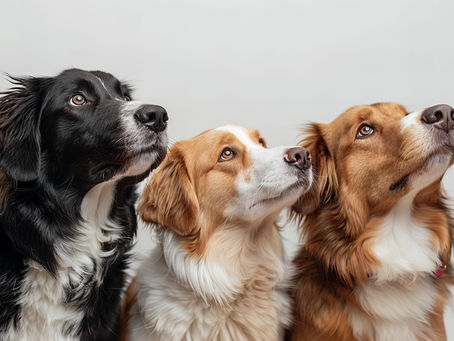 How to Balance Mental and Physical Stimulation for Your Dog