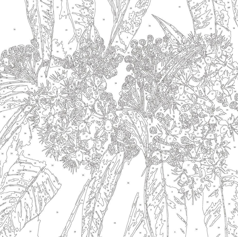 Thumbnail: line drawing picture of lemon myrtle flower by Phoebe Stewart