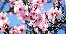 almond-tree-4933573_1280.jpg