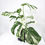 Thumbnail: Monstera Albo Variegata - 40 cm - S25