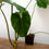 Thumbnail: Philodendron Gloriosum XL