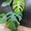 Thumbnail: Monstera Albo