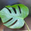 Thumbnail: Monstera Albo