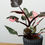 Thumbnail: Philodendron Pink Princess Marble