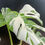 Thumbnail: Monstera Variegata Albo