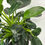 Thumbnail: Philodendron Green Princess