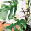 Thumbnail: Monstera Albo Variegata