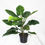 Thumbnail: Philodendron Imperial Green