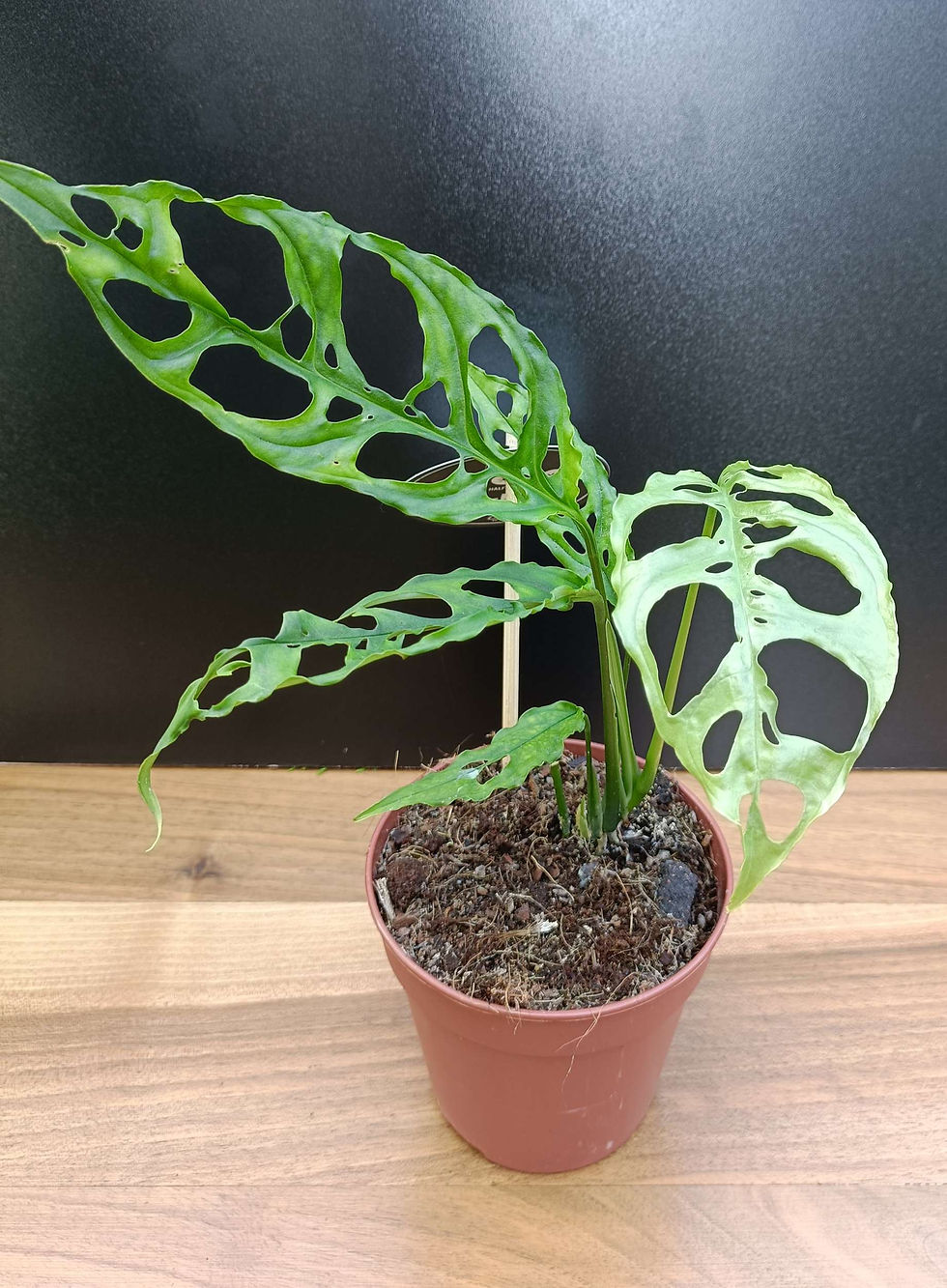 Monstera obliqua Peru