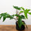 Thumbnail: Philodendron Florida Green