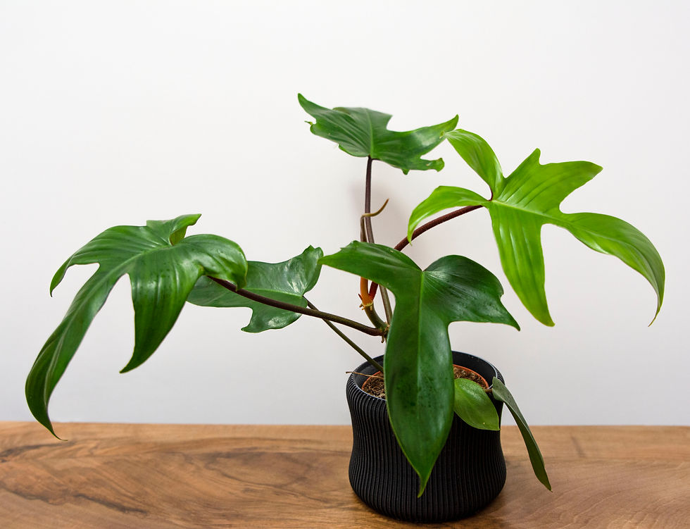Philodendron Florida Green