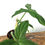 Thumbnail: Philodendron Tripartitum