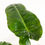 Thumbnail: Philodendron Paraiso Verde - 70 cm