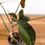 Thumbnail: Philodendron Florida Bronze