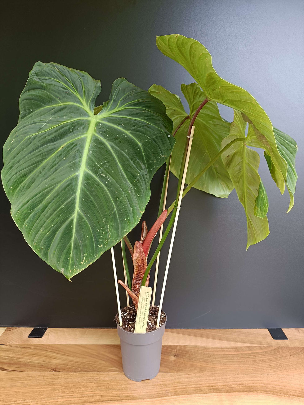 Philodendron Rubrijuvenile El Choco Red XL
