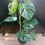 Thumbnail: Monstera Variegata Albo