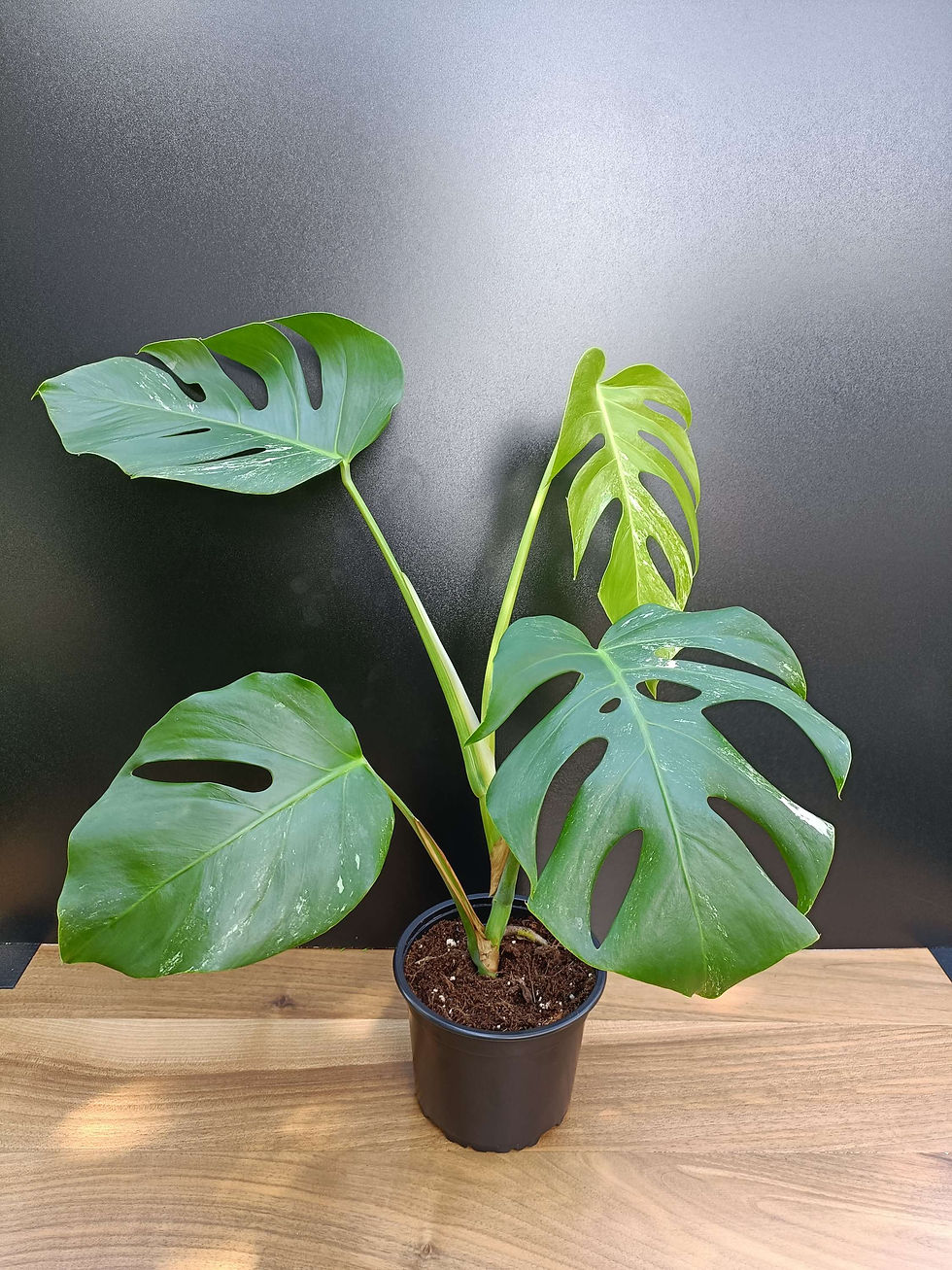 Monstera Albo