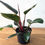 Thumbnail: Philodendron Rojo Congo