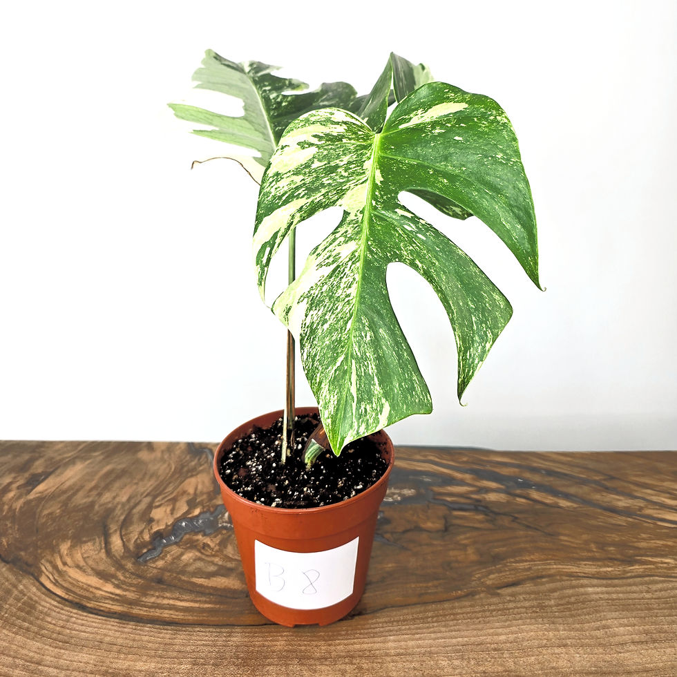 Monstera Albo Variegata