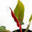 Thumbnail: Philodendron Prince of Orange