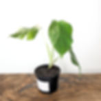 Monstera Albo Variegata