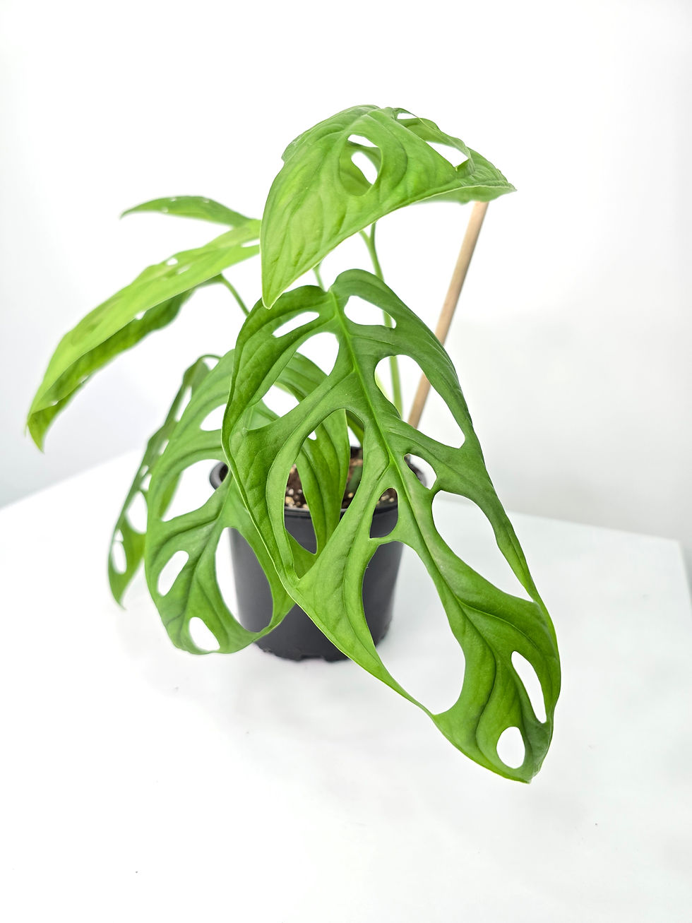 Monstera Esqueleto