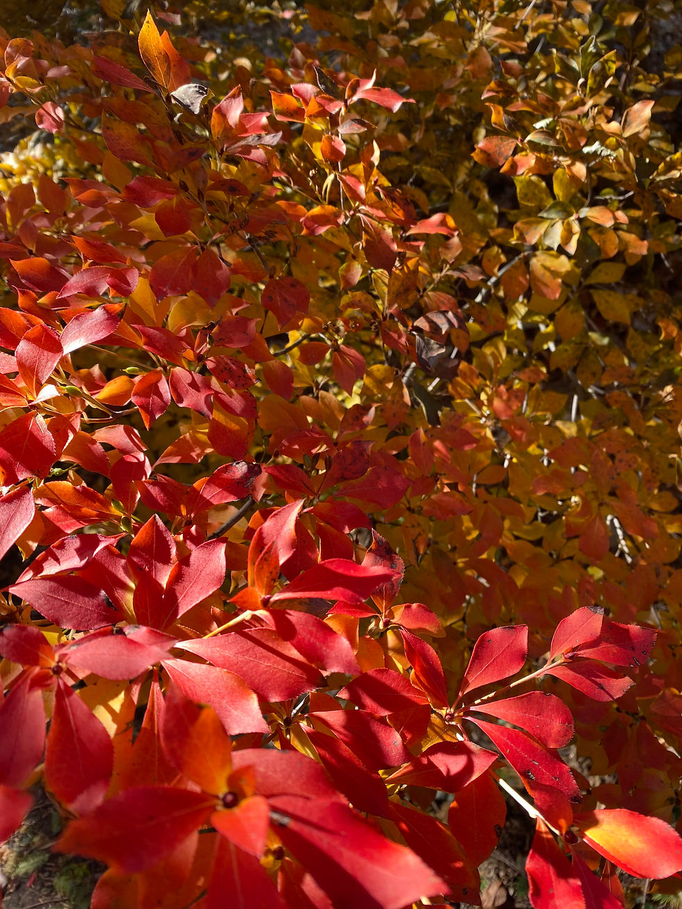 Gratitude Challenge: Week 2