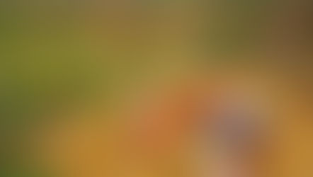 Palm Oil Deforestation & Runaway Climate Change