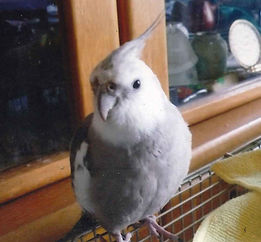 オカメインコ