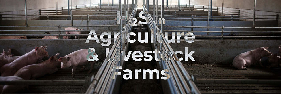Pigs in a livestock barn with penned enclosures. Text overlay reads "H2S in Agriculture & Livestock Farms." The setting is dimly lit.