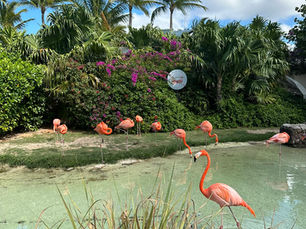 Flamingos standing in water
