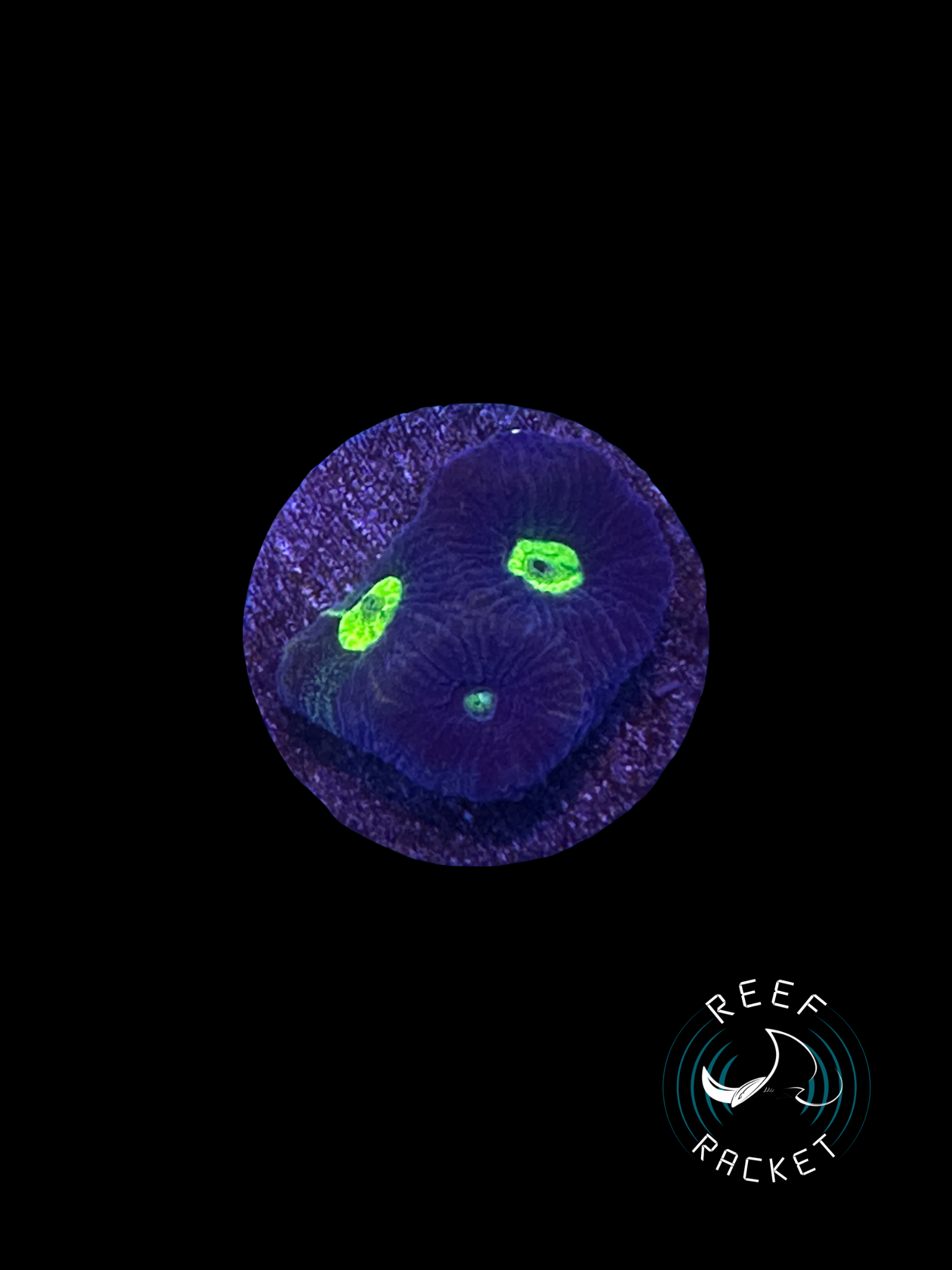 Purple and Green Favia