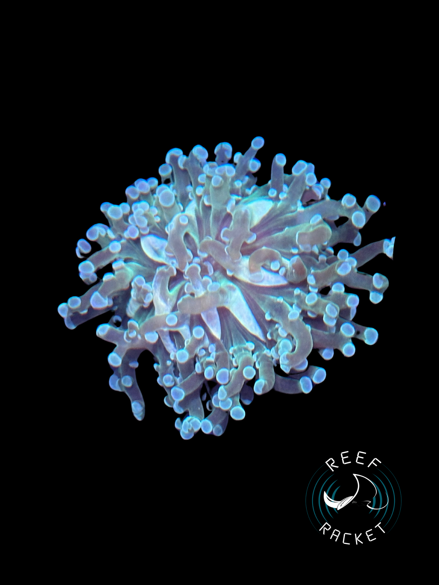 RRL Sea Monster  Frogspawn