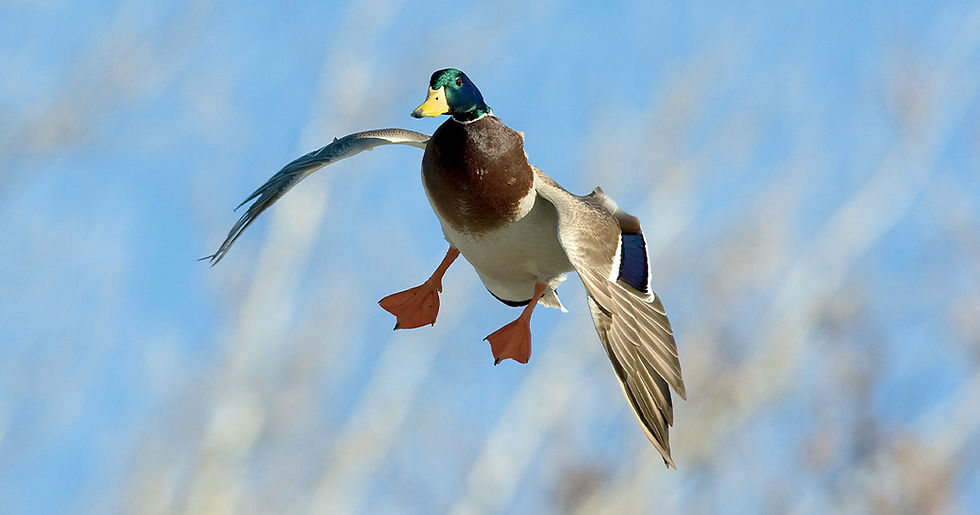 aduck.jpg
