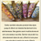 Miniature : Maïs des Incas Multicolore (ZEA MAYS)