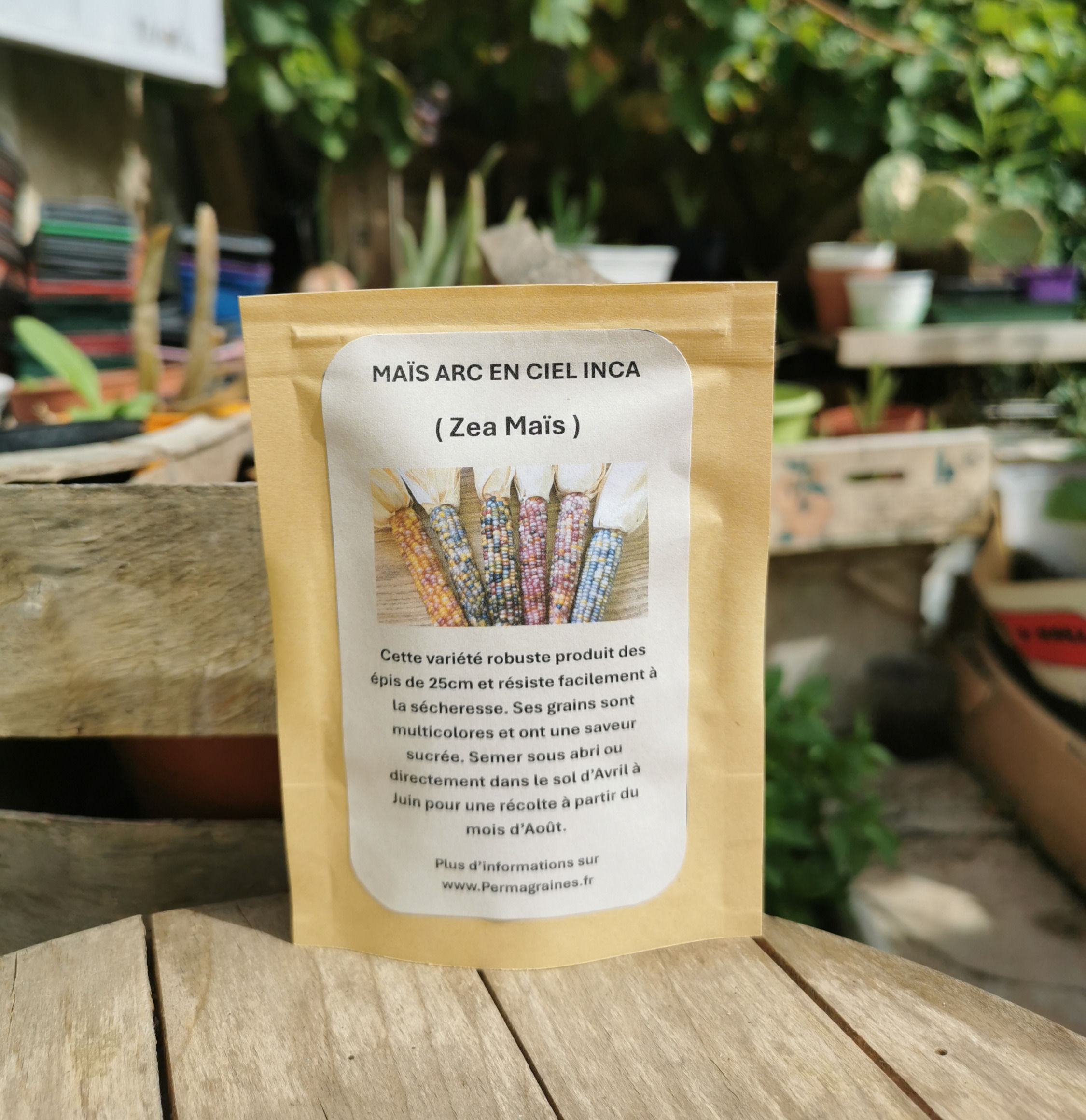 Maïs des Incas Multicolore (ZEA MAYS)