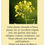 Miniature : Moutarde Blanche (Sinapis Alba)