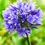Miniature : Agapanthes Bleues (Agapanthus Umbellatus)