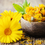 Miniature : Soucis "Alpha" (Calendula officinalis)