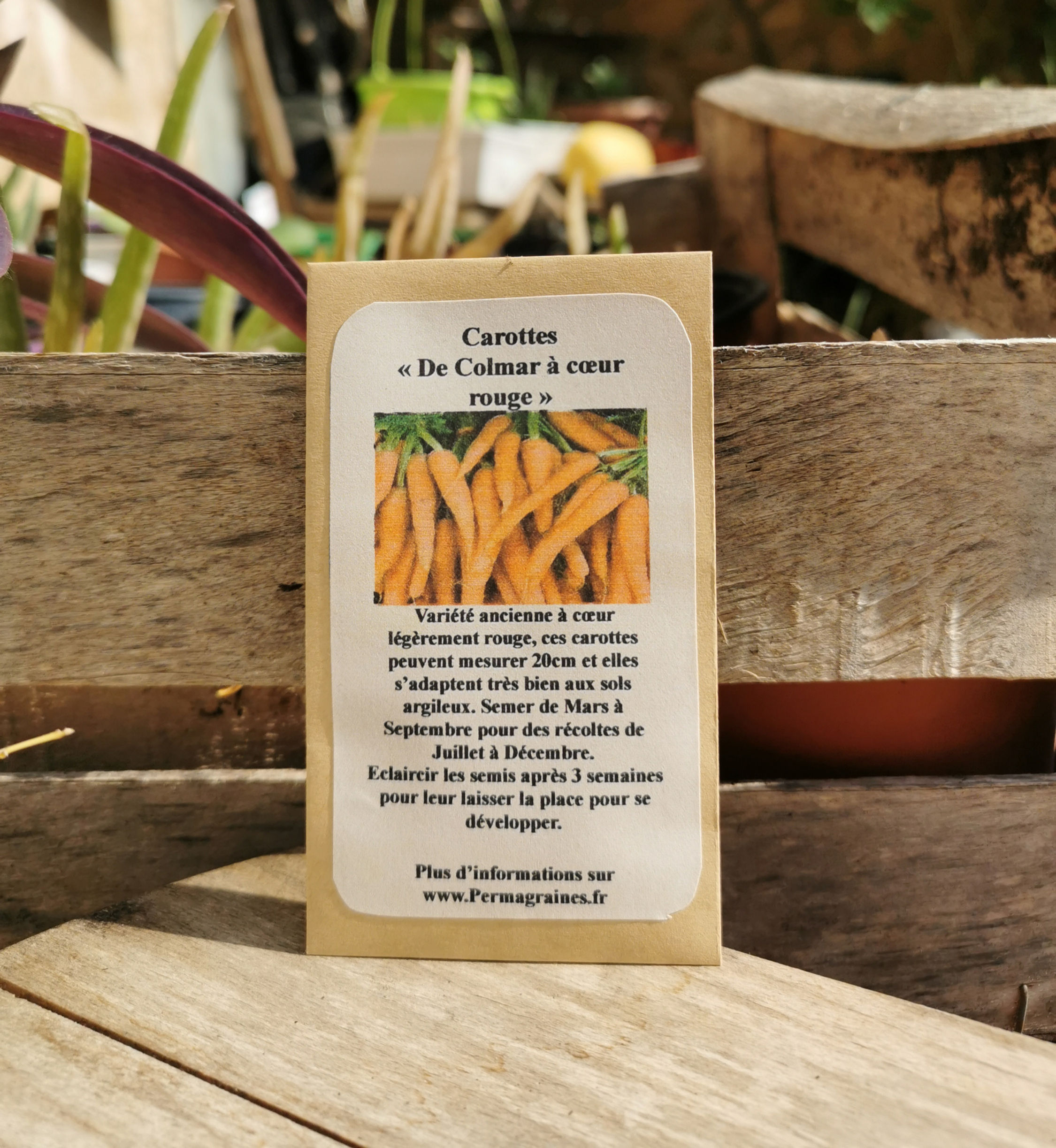 Carottes "Oranges de Colmar"