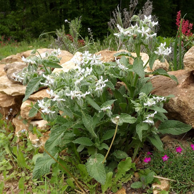 Miniature : Bourrache à fleurs blanches (Borago officinalis)