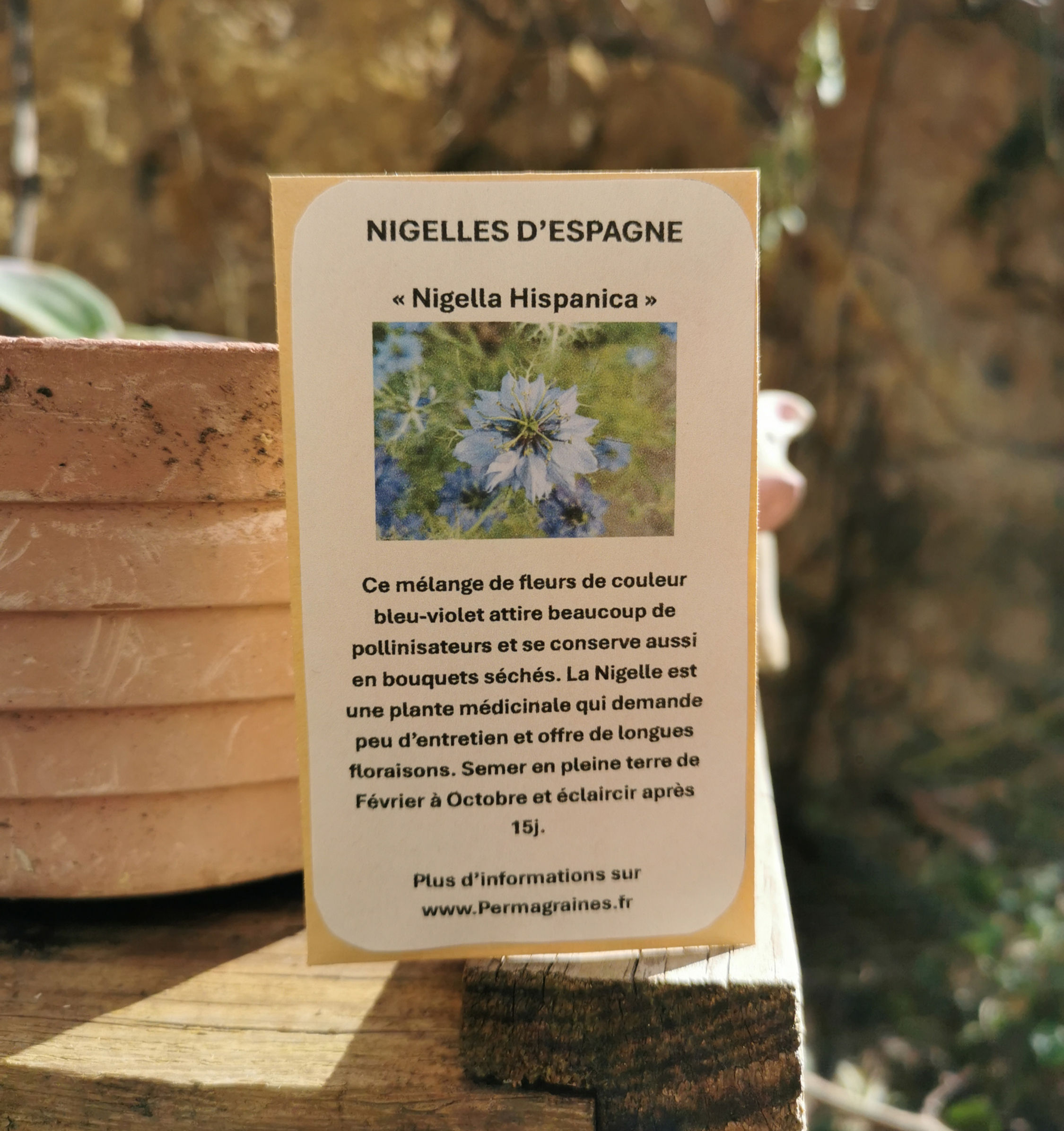 Nigelles de Damas Bleues