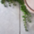 plant pic 1.jpg