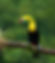 Taller de fotografía de aves en Costa Rica. Christian Hartmann de Guatemala